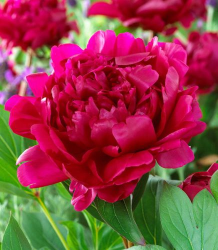 Piwonia FELIX CROUSSE