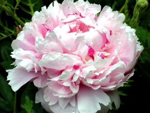 Piwonia SARAH BERNHARDT