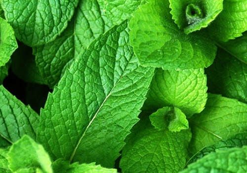 Mięta MOJITO