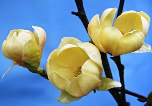 Magnolia HONEY TULIP
