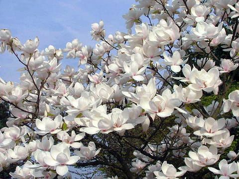 Magnolia WILDCAT