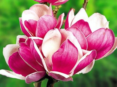Magnolia SATISFACTION