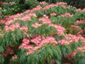 ALBIZIA julibrissin