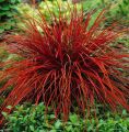 UNCINIA rubra EVERFLAME
