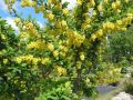 Berberis 'Indian Summer'