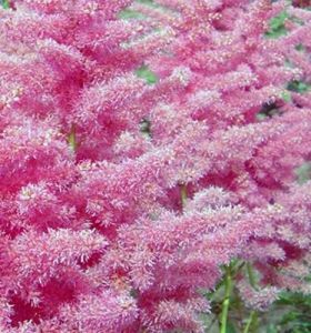 Tawułka ANITA PFEIFER