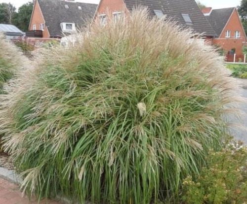 Miskant Chiński YAKA DANCE