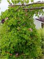 Wiciokrzew Japoński PURPUREA