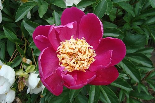 Piwonia URSYN NIEMCEWICZ