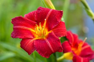 Liliowiec Ogrodowy RED RUM