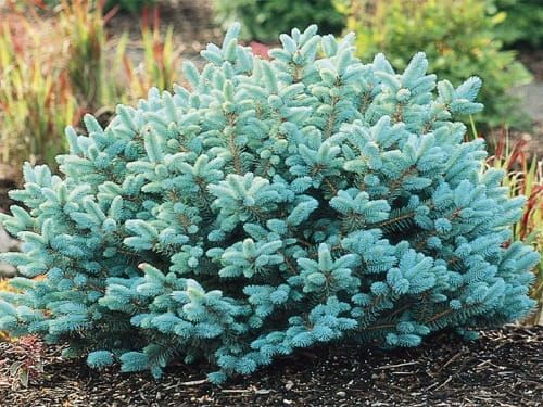 Świerk kłujący Glauca Globosa