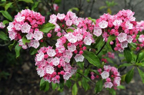 Kalmia szerokolistna GINKONA
