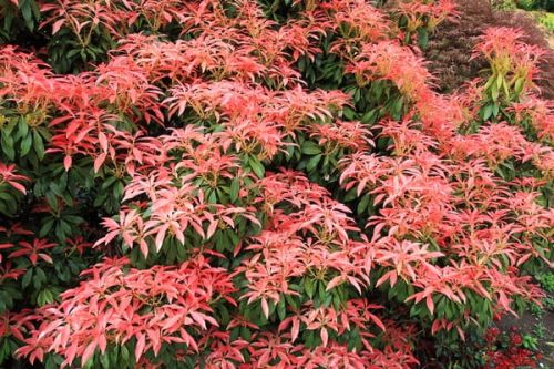 PIERIS Japoński ASTRID