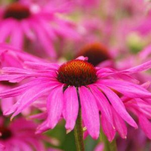 Jeżówka purpurowa PURPLE EMPEROR