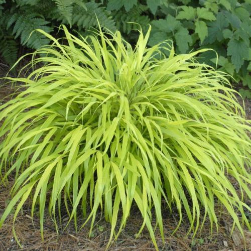 Trawa Hakonechloa smukła ALL GOLD