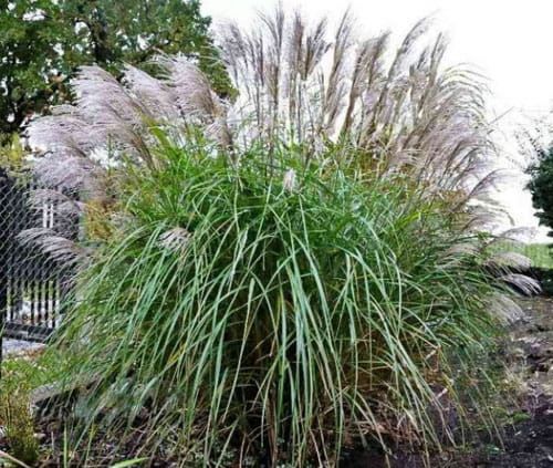 Miskant chiński GROSSE FONTANE