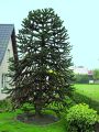 ARAUCARIA chilijska niezwykle oryginalna