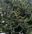 ARAUCARIA chilijska niezwykle oryginalna