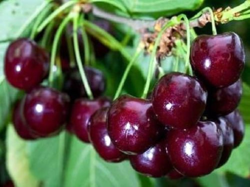 Wiśnia SABINA samopylna