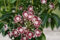 Kalmia szerokolistna TAD