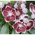 Kalmia szerokolistna TAD