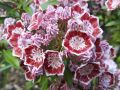 Kalmia szerokolistna TAD