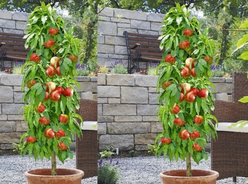 Nektarynka kolumnowa HARCO