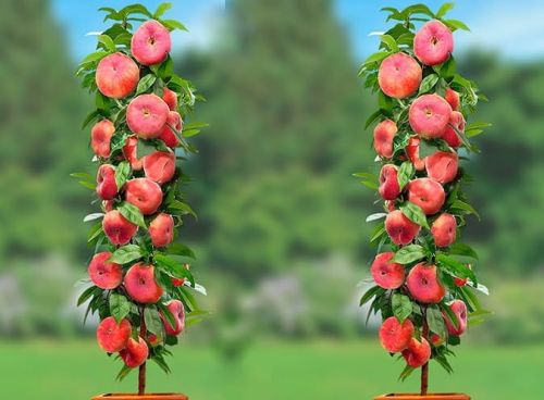 Brzoskwinia kolumnowa SATURN