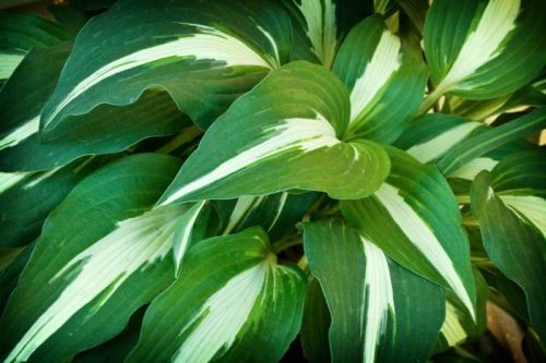 Funkia - HOSTA NIGHT BEFORE CHRISTMANS