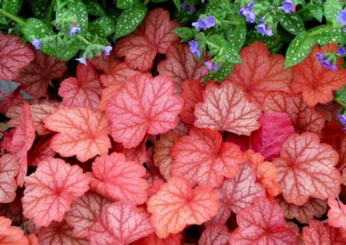 Żurawka GEORGIA PEACH