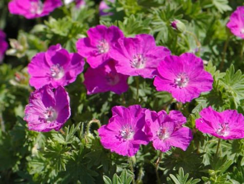 Bodziszek Czerwony VISION VIOLET