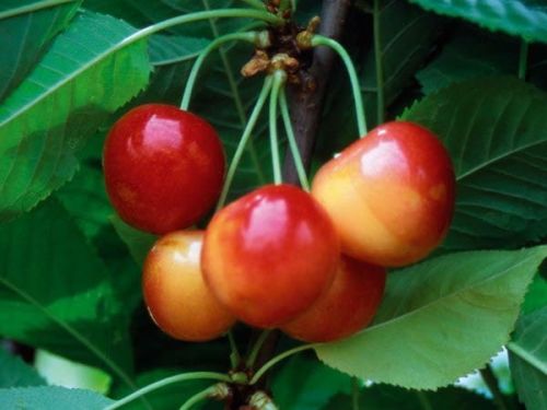 Czereśnia BUTTNERA CZERWONA w doniczce