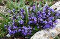 CZYŚCICA ALPEJSKA MARVELETTE BLUE