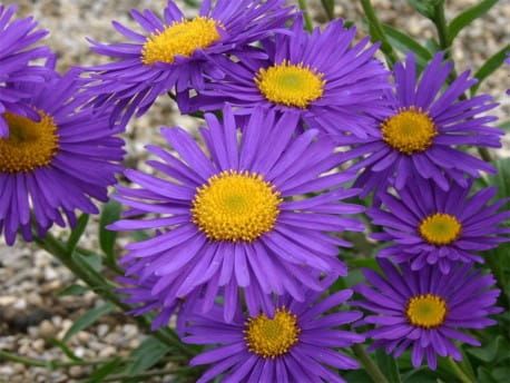Aster Alpejski VIOLET