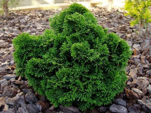 Cyprysik NANA GRACILIS AUREA