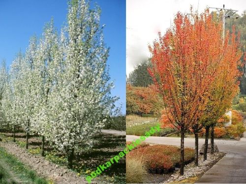 Grusza ozdobna CHANTICLEER - kolumnowa