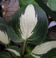 Funkia - Hosta ETERNAL FLAME