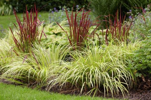 Tatarak Trawiasty OGON