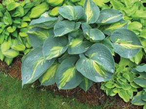 Funkia - HOSTA DREAM QUEEN 4-letnia