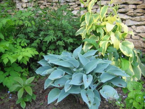 Funkia - Hosta HALCYON