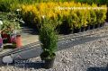 Thuja AUREOSPICATA