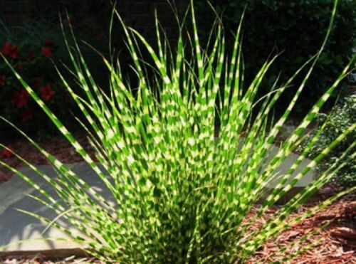 Miskant chiński APACHE 