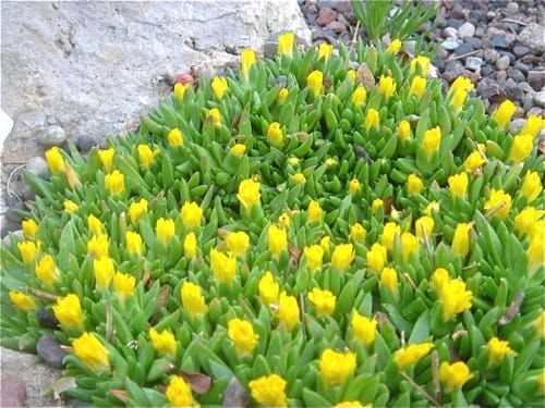 Przypołudnik Gęsty