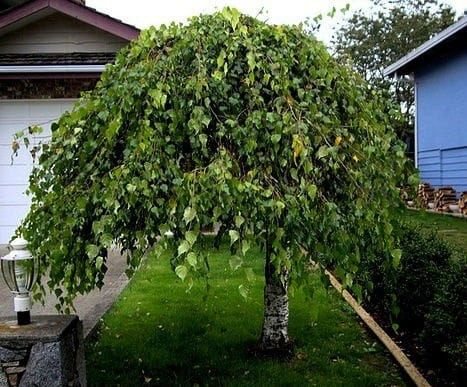 Brzoza brodawkowata ZOLD SZAKAL