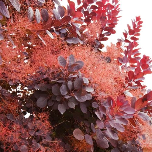 Perukowiec Podolski RUBIRIFOLIUS