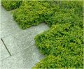 Runianka Japońska GREEN CARPET
