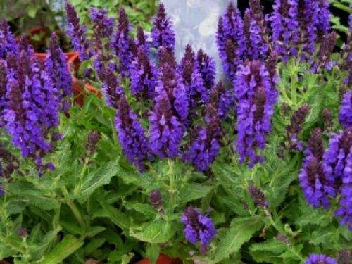 Szałwia omszona fioletowa