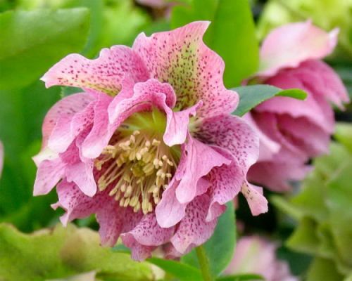 Ciemiernik Wschodni DOUBLE CROWN ROSE