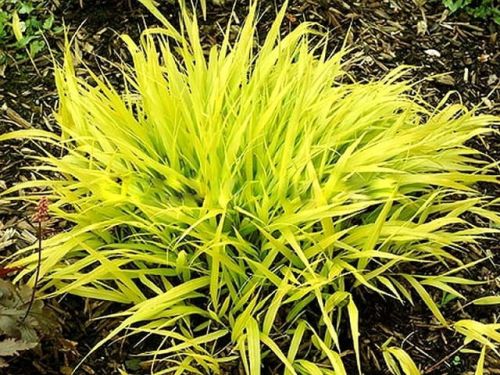 Trawa Bambusowa Hakonechloa ALL GOLD