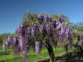 Wisteria Lavender Lace